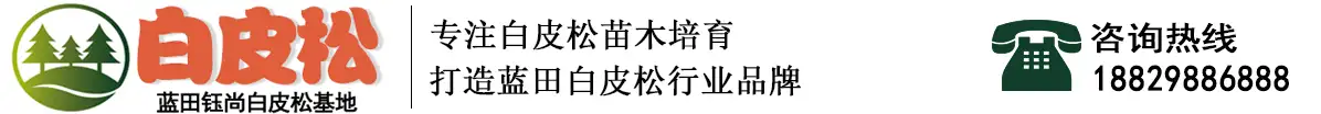 白皮松