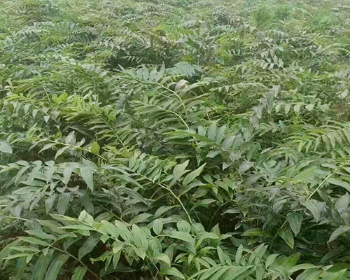 泰州市恒木森中草药有限公司