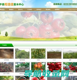 山楂苗